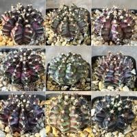 ราคา ยิมโน ไม้เมล็ด ลูก T-Rex,T-Luk หน้ายับ แคคตัส กระบองเพชร ราคาถูกที่สุด gymno (22209349933)