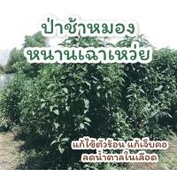 ราคา ใบต้นหนานเฉาเหว่ย (ป่าช้าเหงา ป่าเฮ่วหมอง หรือป่าช้าหมอง) ลดไขมันในเส้นเลือด จำนวน 100 ใบ (3689676194)