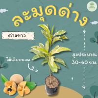 ราคา ละมุดด่างขาว สูงประมาณ 30-60 ซม. ละมุดด่าง (24320130346)