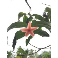 ราคา ต้นโมกแดง#โมกป่า#เพาะเมล็ด (8991072123)