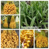 ราคา ต้นอินทผาลัมพร้อมปลูก (10769177337)