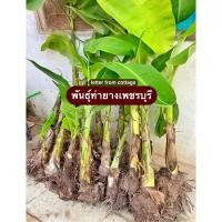 ราคา หน่อกล้วยหอมทอง ขุดจากต้นแม่ (ไม่เพาะพันธุ์ ไม่แยกปลูก) (8072510453)