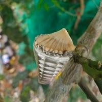 ราคา แหวนหางกระเบนแท้ไซส์ 59 (21887900293)