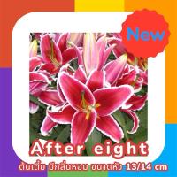 ราคา หัวลิลลี่พันธู์ After eight ต้นเตี้ย ดอกหอม (25060826201)