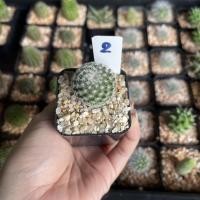 ราคา แมมนกฮูก นกฮูก Mammillaria Perbella แคคตัส กระบองเพชร (9776752311)