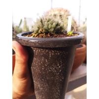 ราคา Haworthia #07 กระถาง4นิ้วทรงสูง (27119707625)