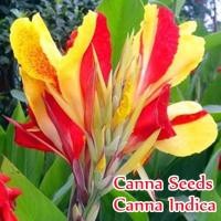 ราคา 10 เมล็ด พุทธรักษาแคระ Mixcolor Canna Seeds Canna Indica Flower Seeds บอนสี เมล็ดพันธุ์ เมล็ดดอกไม้ บอนสี พันธุ์ไม้หายาก (12049590635)