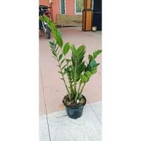 ราคา กวักมรกตเขียว ไม้มงคลไม้ฟอกอากาศ กวักเงินกวักทองกวักโชคกวักลาภ (22589958076)