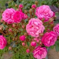 ราคา กุหลาบหนูพวงร้อยช่อ ถุงละ 150 บาท ส่งยกต้นพร้อมดอก (6419146631)