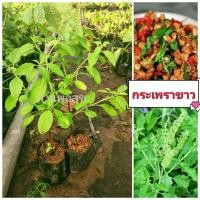 ราคา กระเพราขาว กระเพราที่นิยมนำไปผัดกระเพรา กลิ่นหอม  ซื้อ 10 ต้น เเถมฟรี 1 ต้น   สินค้าเสียหายยินดีเคลมฟรี (22939750560)