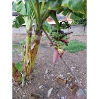 ราคา หน่อกล้วยน้ำว้าแคระ กล้วยน้ำว้าต้นเตี้ย (25133248207)