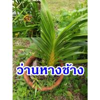 ราคา ว่านหางช้าง ว่าน เพชรหึง (15520779916)