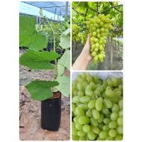 ราคา ต้นองุ่นไวท์มะละกา(กิ่งตอน)สูง30-40ซม.ผลสีเขียว รสชาติหวานกรอบ ต้นพร้อมปลูก (28408003286)