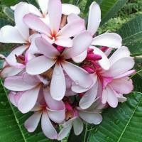 ราคา ลีลาวดีสิงคโปร์พิงค์(Dwarf singapore pink)พันธุ์แคระตัดกิ่งสดขายขนาด30ซม. (11607549036)