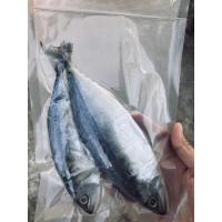 ราคา ปลาทูมัน/ปลาทูแดดเดียว (ทำเองไม่ใส่ผงนัว) (15019496781)