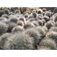 ราคา แมมขนแมว Mammillaria bocasana แคคตัส Cactus (7638803462)