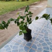 ราคา ต้นมะยมแดงเพาะเมล็ด​ (5745734836)