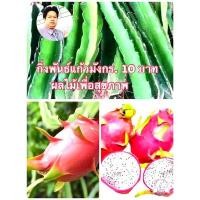 ราคา ขาย กิ่งพันธุ์แก้วมังกรครับกิ่งละ9บาท สายพันธุ์เวียดนาม กรอบอร่อย (19902729043)