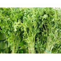 ราคา เมล็ดผักหอมแย้(สะแงะ)บรรจุ300เมล็ด (22656182310)