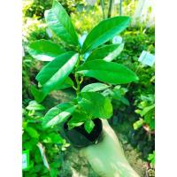 ราคา ต้นอโศกอินเดีย ต้นไม้ทรงสูง โตเร็ว ช่วยบังลม บังสายตา พร้อมปลูก ต้นละ 49 บาท (18111815538)