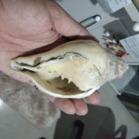 ราคา หอยสังข์รดน้ำ สังข์ฟอสซิล สังข์อินเดีย ขนาด 5 นิ้ว (28654339744)