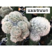 ราคา ขนนกขาว แมมขนนกขาว แมม แมมขนนกขาวญี่ปุ่น แมมขนนก ขนนก mammillaria plumosa mam ต้นกระบองเพชร ต้นแคคตัส cactus เมล็ดแคคตัส (18703933240)