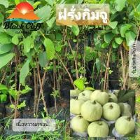 ราคา ต้นฝรั่งกิมจู ฝรั่งกิมจู ต้นไม้ ไม้ผล ต้นพันธ์ เมล็ดพันธ์ พันธุ์ไม้ ไม้มงคล ไม้ฟอกอากาศ เมล็ดพันธุ์ สวนเขาหมาก (8705645753)