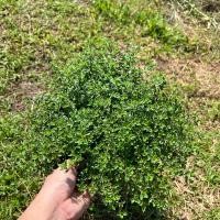 ราคา ต้นเลมอนไทม์ กลิ่นหอม สมุนไพรแต่งกลิ่นอาหาร กระถาง 8 นิ้ว ปลูกดูแลง่าย #ต้นไม้ สมุนไพรฝรั่ง เครื่องเทศ ใบไทม์สด (27650400909)