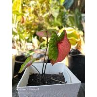 ราคา บอนสี นางไหม บอนสีนางไหม (15246142350)