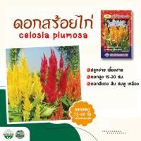 ราคา เมล็ดดอกสร้อยไก่ celosia plumosa ปริมาณ400เมล็ด เมล็ดพันธุ์ดอกไม้ เมล็ดพันธุ์ดอกสร้อยไก่ ดอกสร้อยไก่ เมล็ดดอกไม้ ตราภูเ (7058889484)