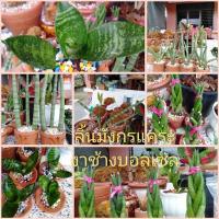 ราคา ลิ้นมังกรแคระและงาช้างบอลเซล ไม้มงคล (5771401854)