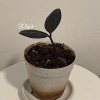 ราคา กวักมรกตใบดำ กวักนิล Zamioculcas zamifolia (ZZ Black Raven) (5250731773)