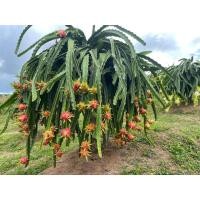 ราคา ต้นแก้วมังกร สีขาวเวียดนามและจัมโบ้ (18527129244)