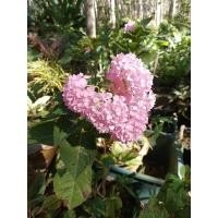 ราคา ต้นไฮเดรนเยีย จำนวน 3 ต้น ราคา 130 บาท (25821962708)