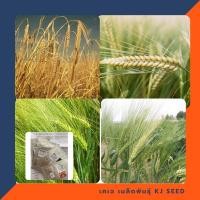 ราคา เมล็ดข้าวบาร์เลย์ - Barley Rice บรรจุชุดละ 100 เมล็ด (140802578)