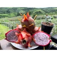 ราคา กิ่งพันธุ์แก้วมังกรพันธุ์ชมพูจินดา (21354205478)