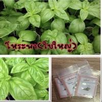 ราคา เมล็ดโหระพา อิตาลีบราซิล โหระพา (ซื้อ 10 แถม 1 คละอย่างได้) (9573583927)