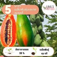 ราคา เมล็ดมะละกอเรดเลดี้ 5 บาท 10 เมล็ด (28569912956)