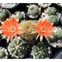 ราคา กระบองเพชรแคคตัส โลบิเวีย Lobivia ดอกสีส้ม (14262872121)