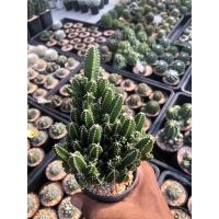 ราคา คอนโดนางฟ้า ปราสาทนางฟ้า (Cereus Tetragonus) กระบองเพชร แคคตัส (21928831150)