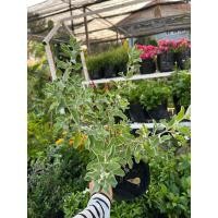 ราคา ต้นนีออน ดอกนีออน ปลูกง่าย สวยงาม (24413577451)