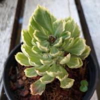 ราคา ต้นพญานาคราชเขียว/ด่าง ในกระถาง 4 นิ้ว (5050368220)