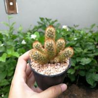 ราคา แคคตัส แมมนิ้วทอง Mammillaria elongata กระถาง 3" (4244637509)