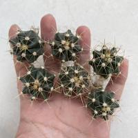 ราคา เฟอโรแคคตัส เฟอโรเล็บเหยี่ยว กระบองเพชร แคคตัส (5987889127)