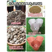 ราคา ชุดปลูก กระบองเพชร ไม้อวบน้ำ ไลทอป (4456950323)