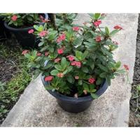 ราคา ต้นโป๊ยเซียนแคระ ต้นไม้มงคล (15231254246)