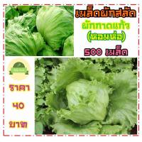 ราคา เมล็ดผักสลัดแก้ว 500 เมล็ด ผักกาดแก้ว ผักกาดหอมห่อ มีคู่มือในการปลูก (3961844301)