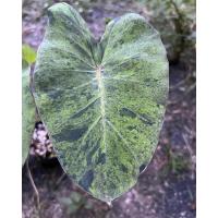 ราคา TLP Colocasia Mojito บอนโมจิโต้ (15347575119)