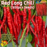 ราคา ปลูกง่าย ปลูกได้ทั่วไทย 300เมล็ด เมล็ดพันธุ์ พริกยาว Red Long Chili Seeds เมล็ดพันธุ์ พริกโจลอง เมล็ดพันธุ์พริกยาวโจลอง (29009434216)