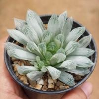 ราคา หยดน้ำ ฮาโวเทีย Haworthia Cooperi Silver Swirl (28205535231)